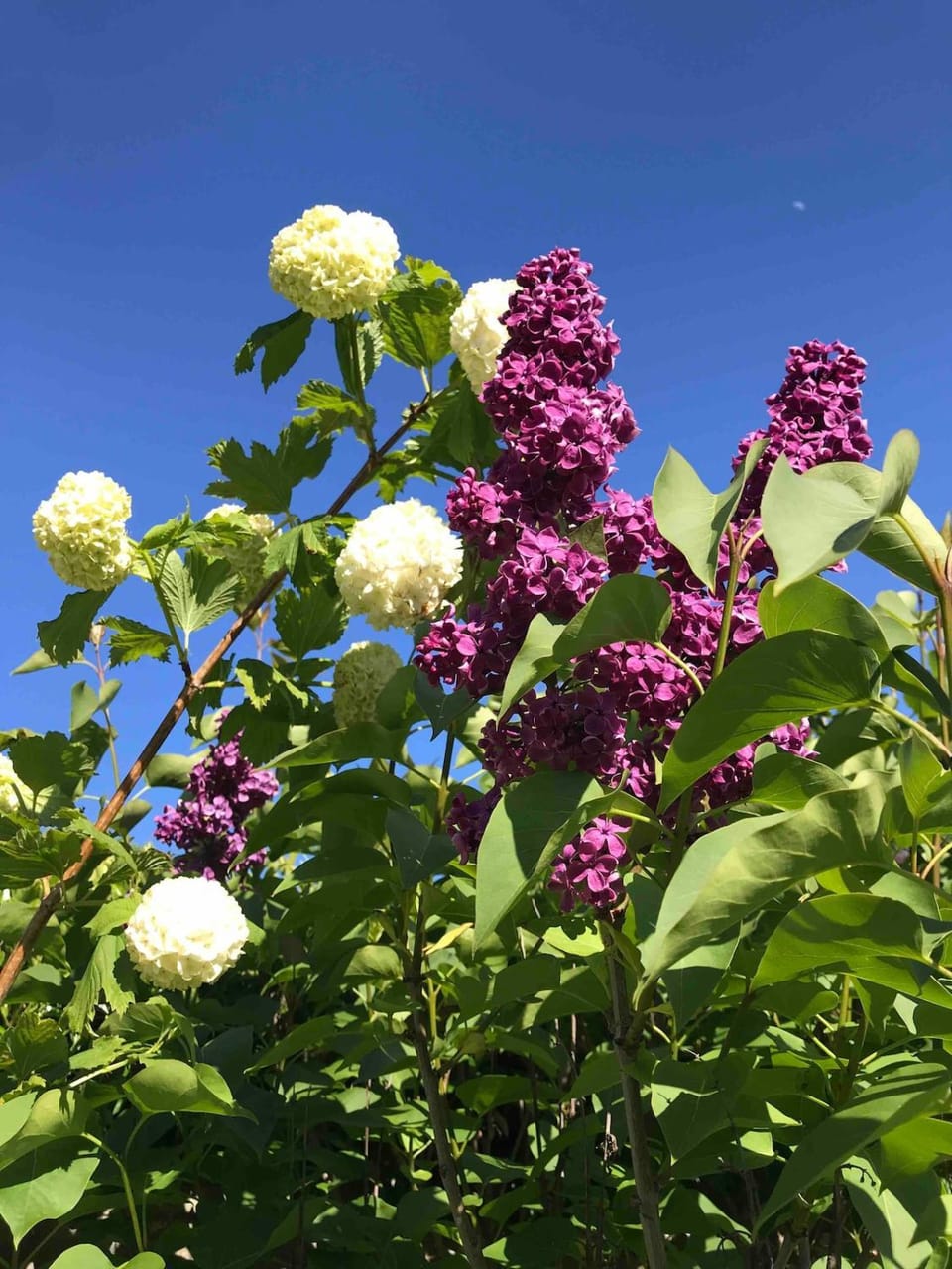 Spring, Garden, Garden