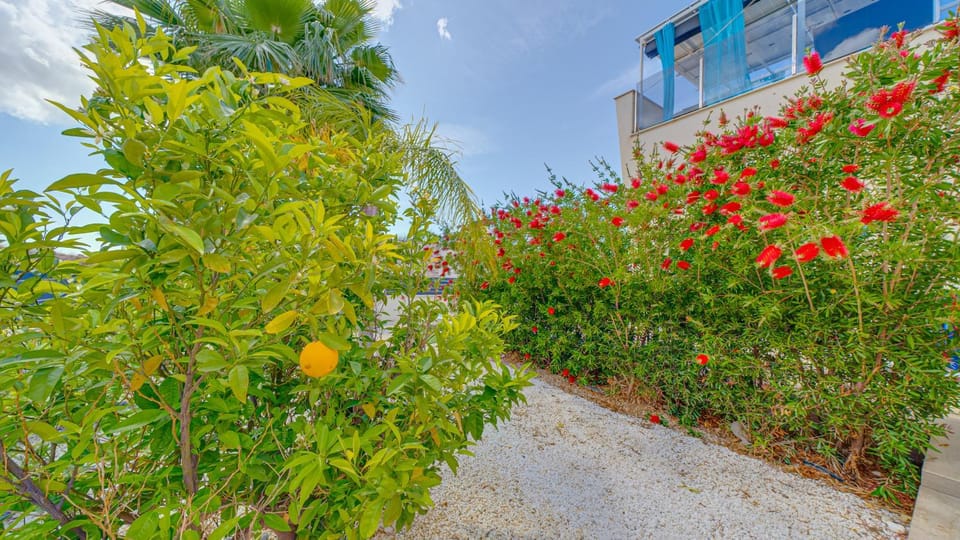 Patio, Garden, Garden view
