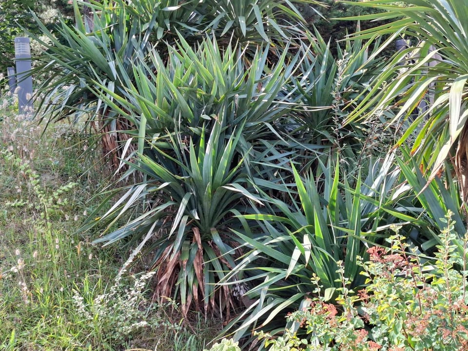 Natural landscape, Garden