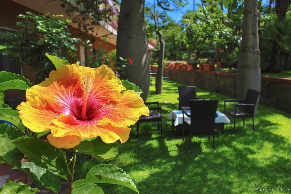 Day, Garden, Garden view