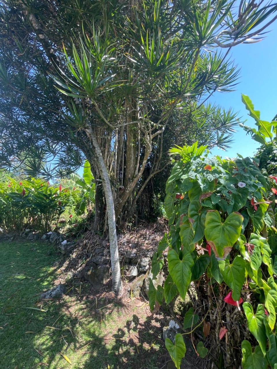 Eden Créole Country House in Leeward Islands