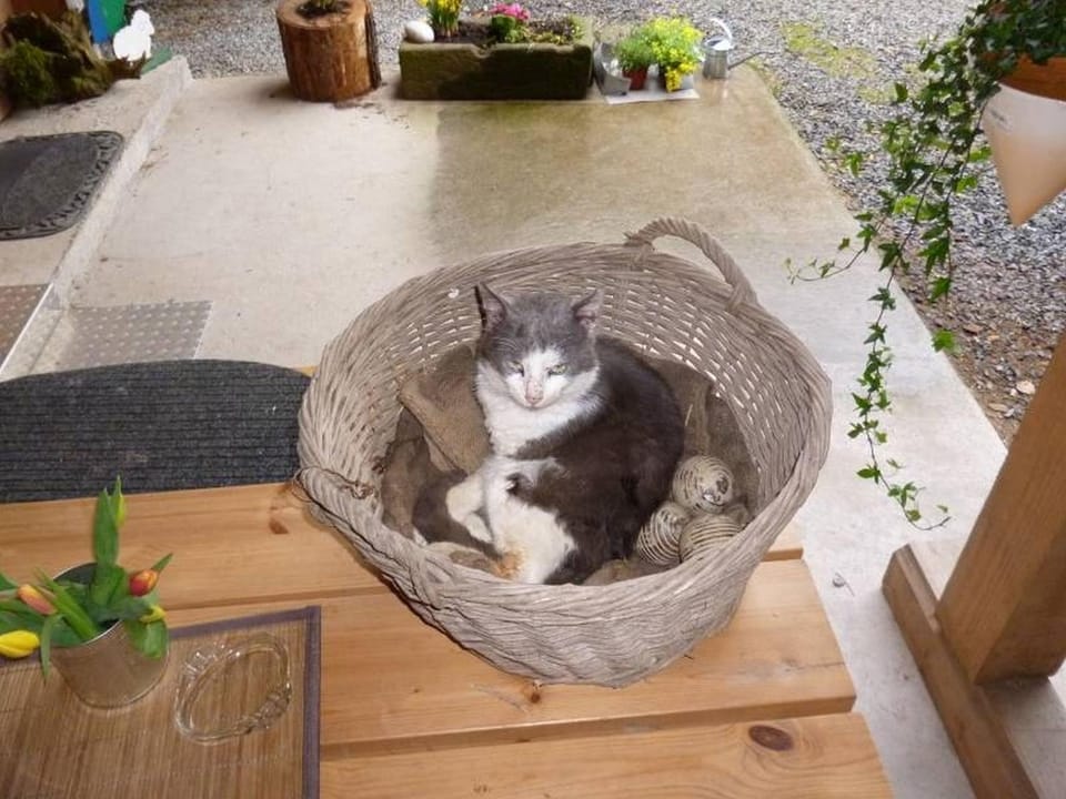 Eisenmannhof Apartment in Offenburg