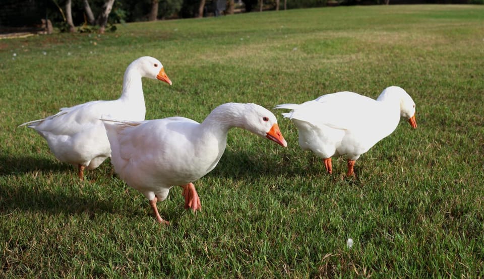 Day, Garden, Animals