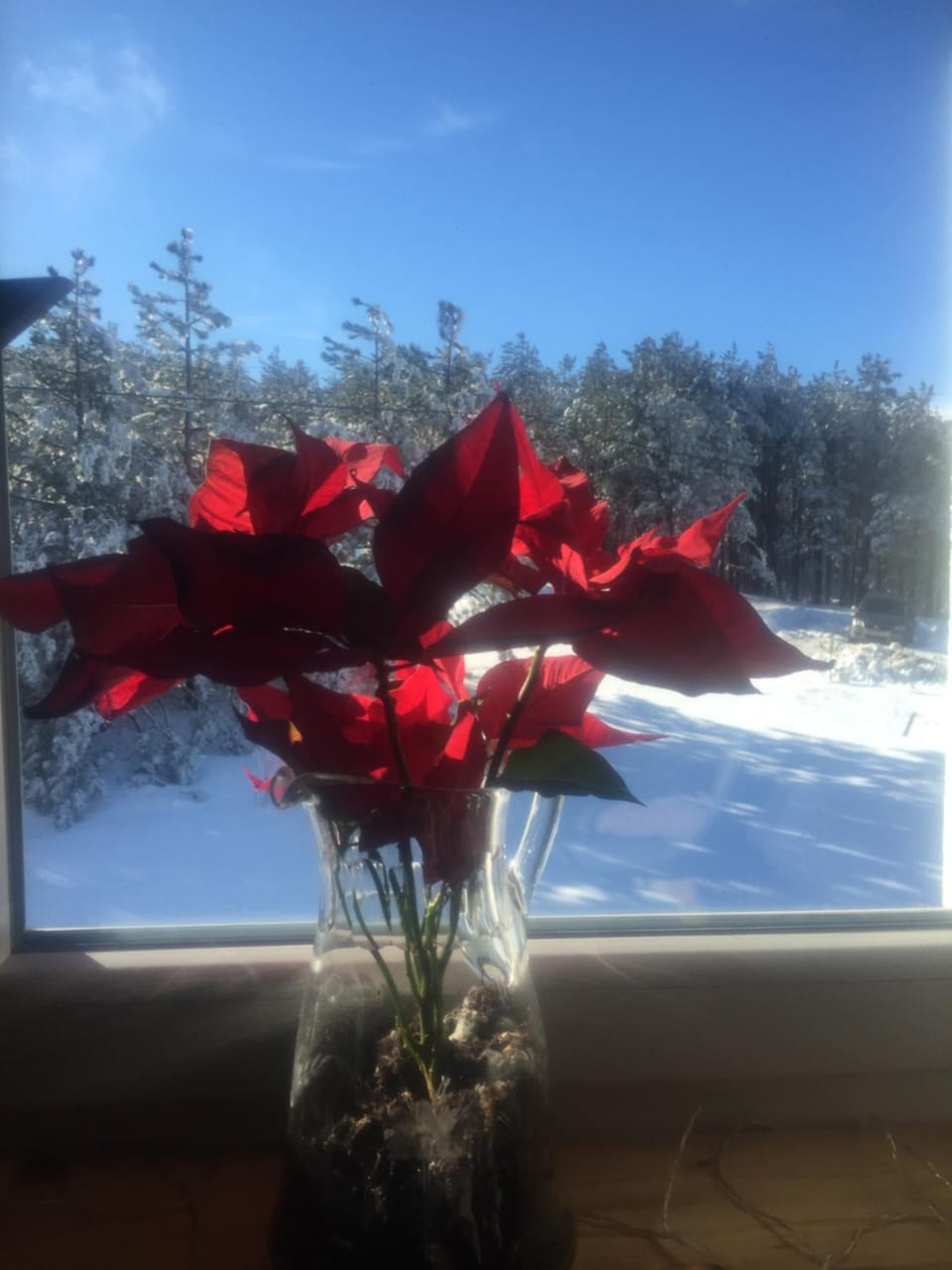 Studio Viline kose Apartment in Zlatibor District, Serbia