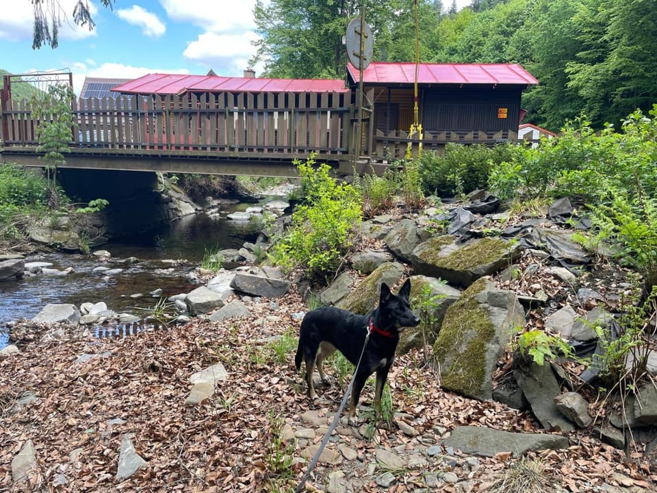 Natural landscape, Pets, River view