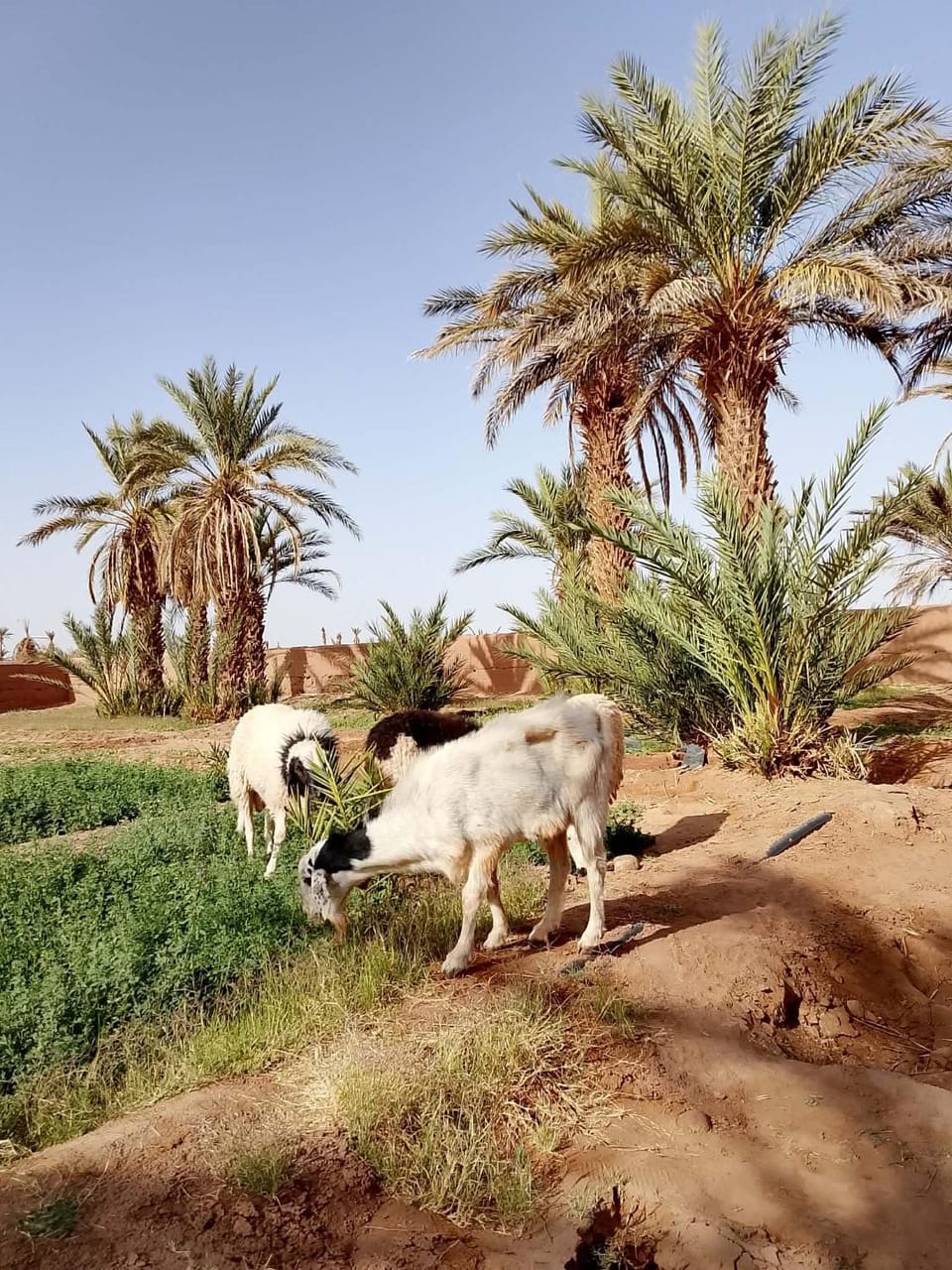 DAR KACHTi Bed and Breakfast in Morocco