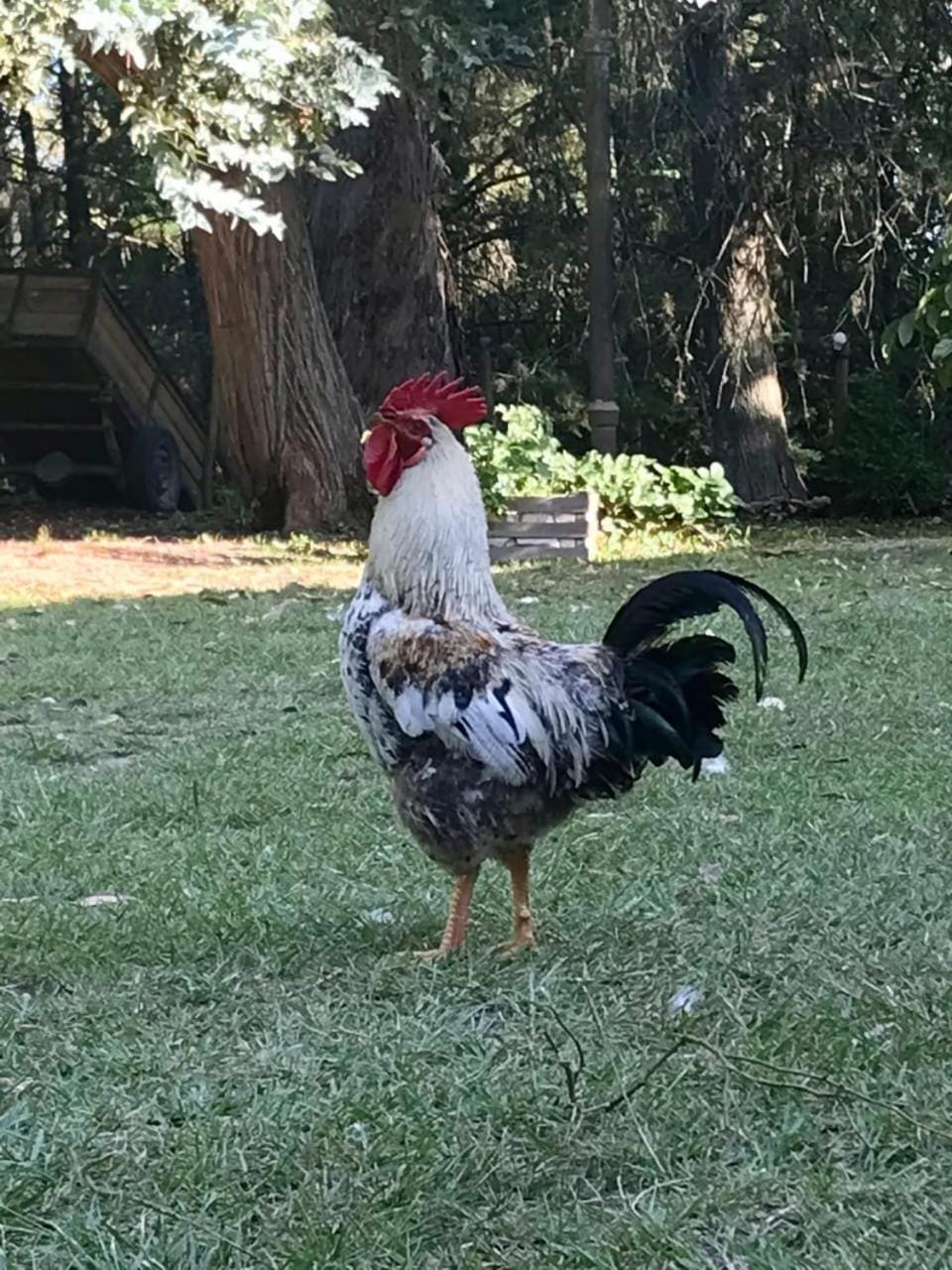 Animals