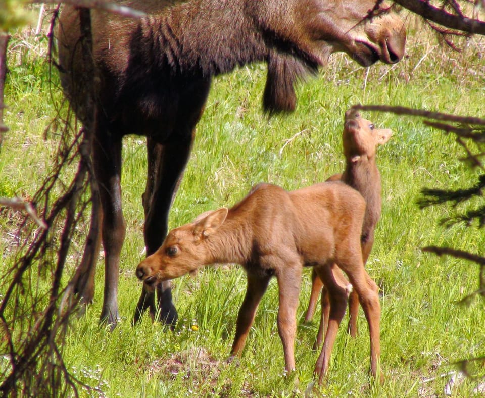 Animals