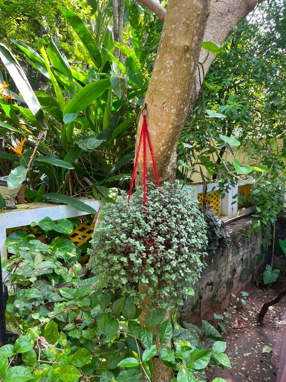 iha ayurveda resort Bed and Breakfast in Varkala