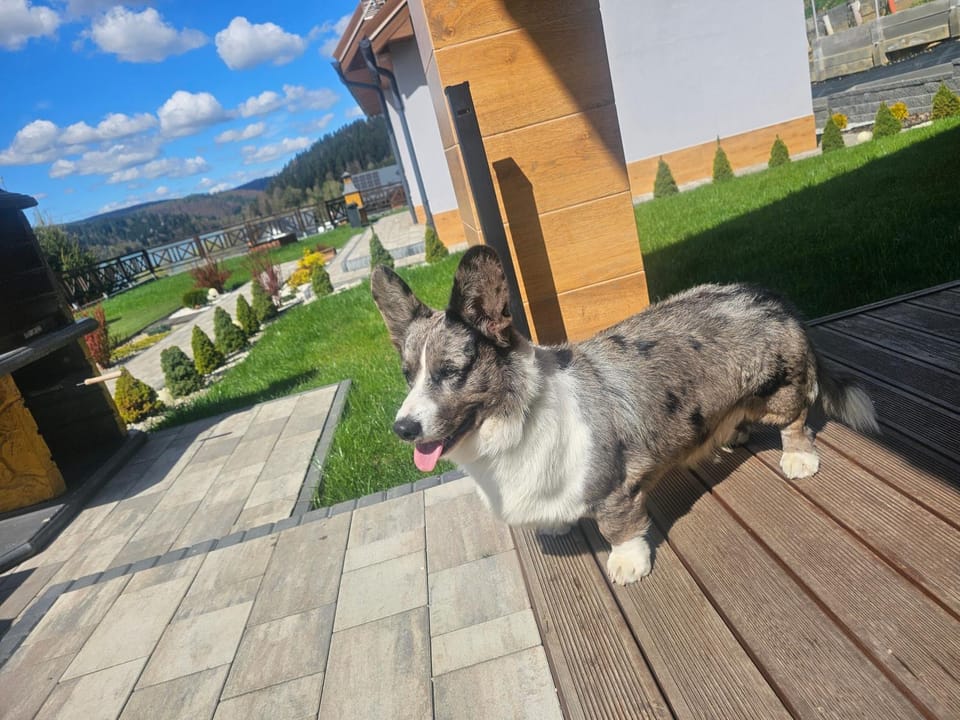 Garden, Garden view, pet friendly, pet friendly