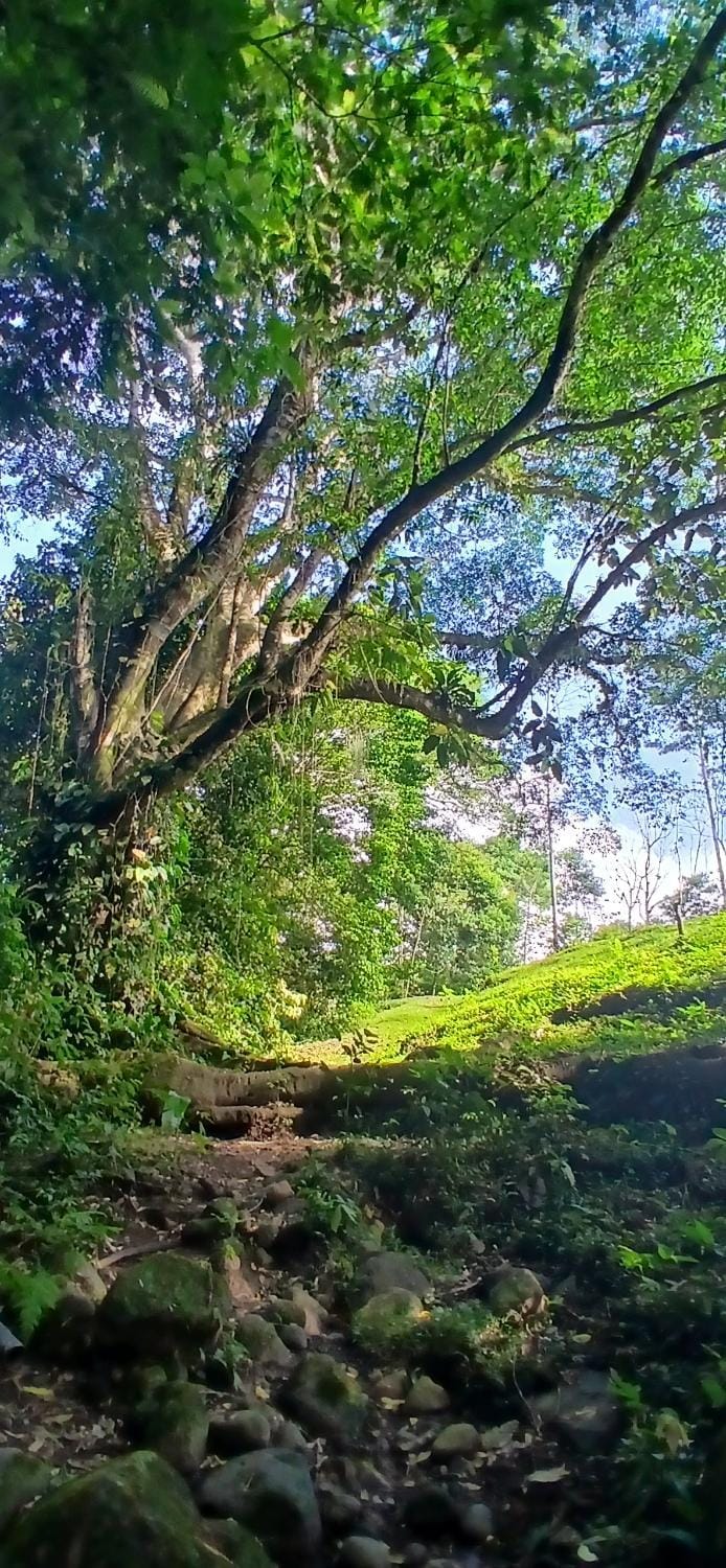 Day, Natural landscape, Garden