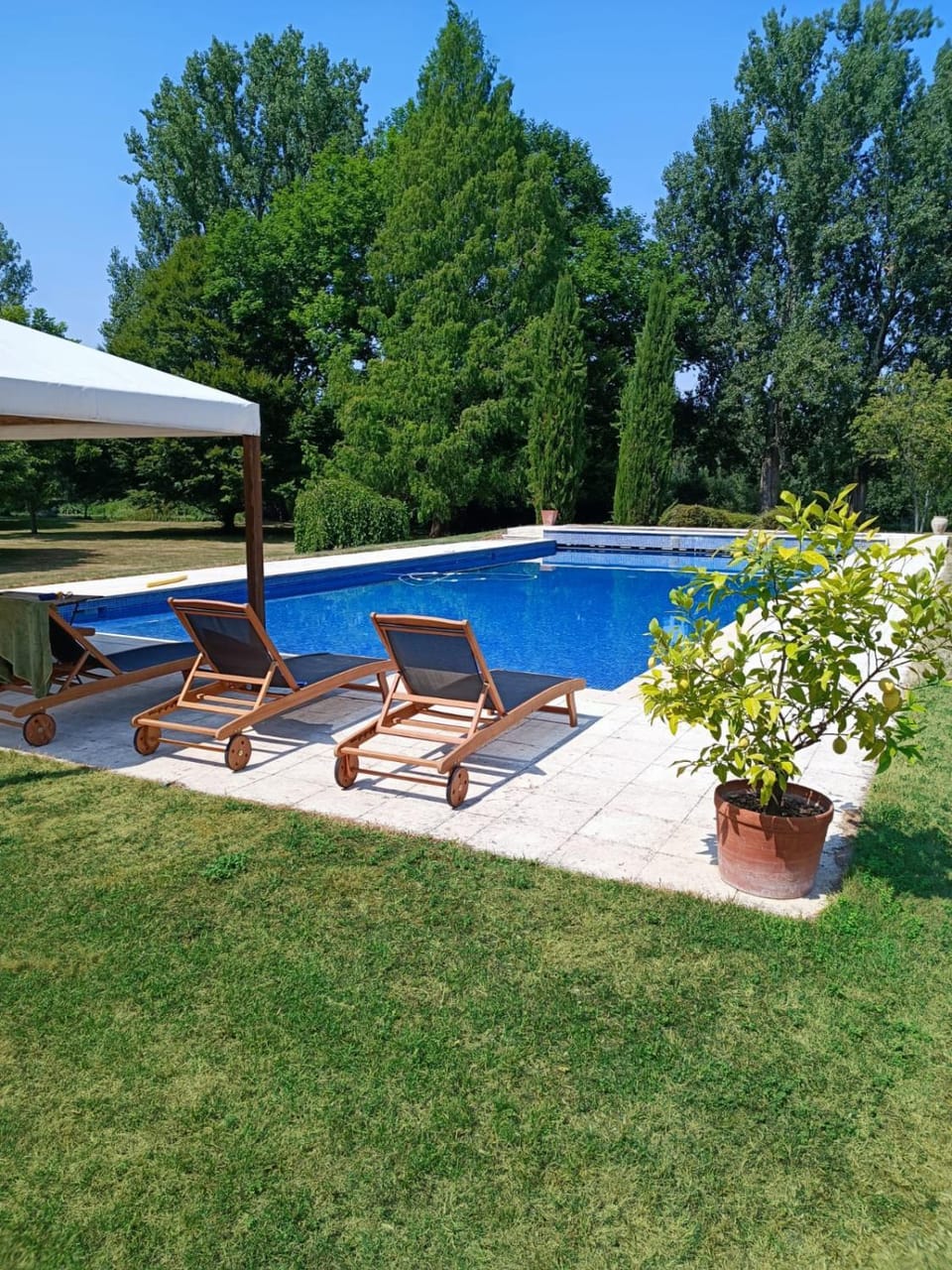 Garden, Pool view, Swimming pool, sunbed