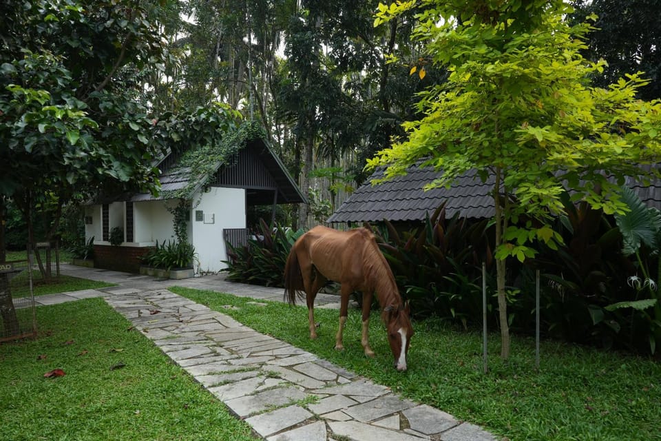 Day, Animals