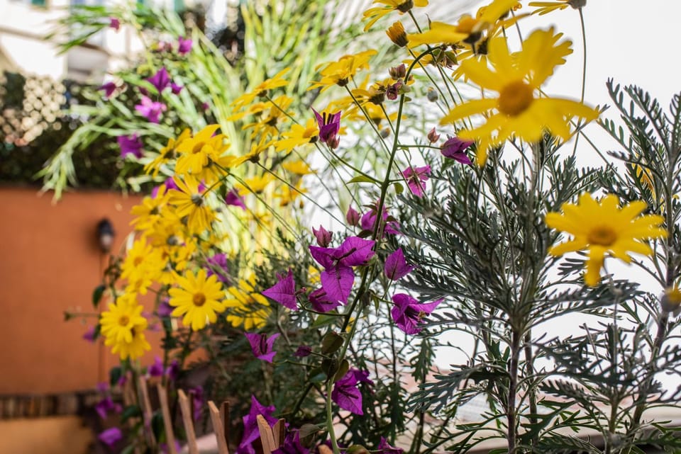 Spring, Day, Garden, Garden view