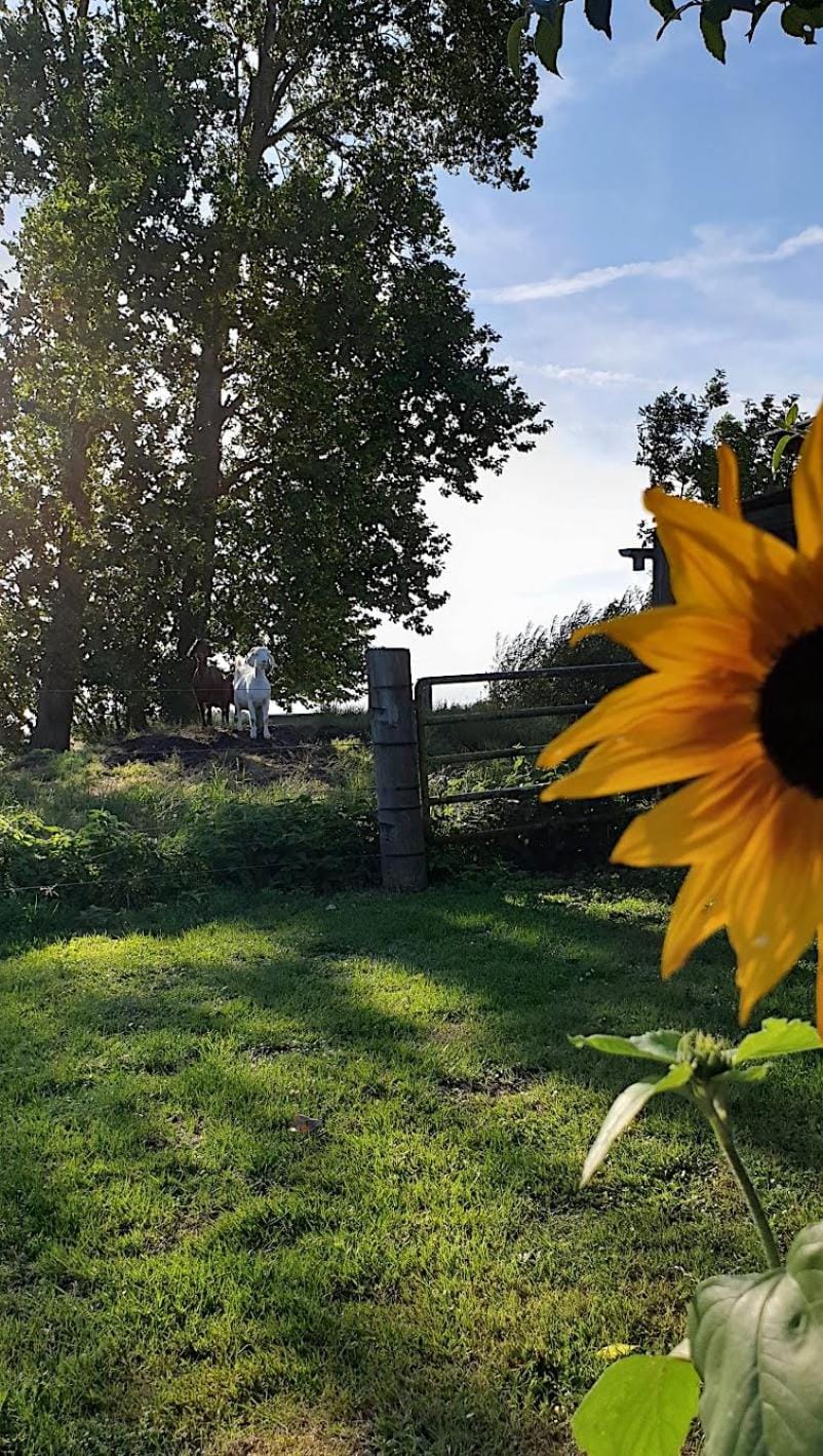 Natural landscape, Garden view