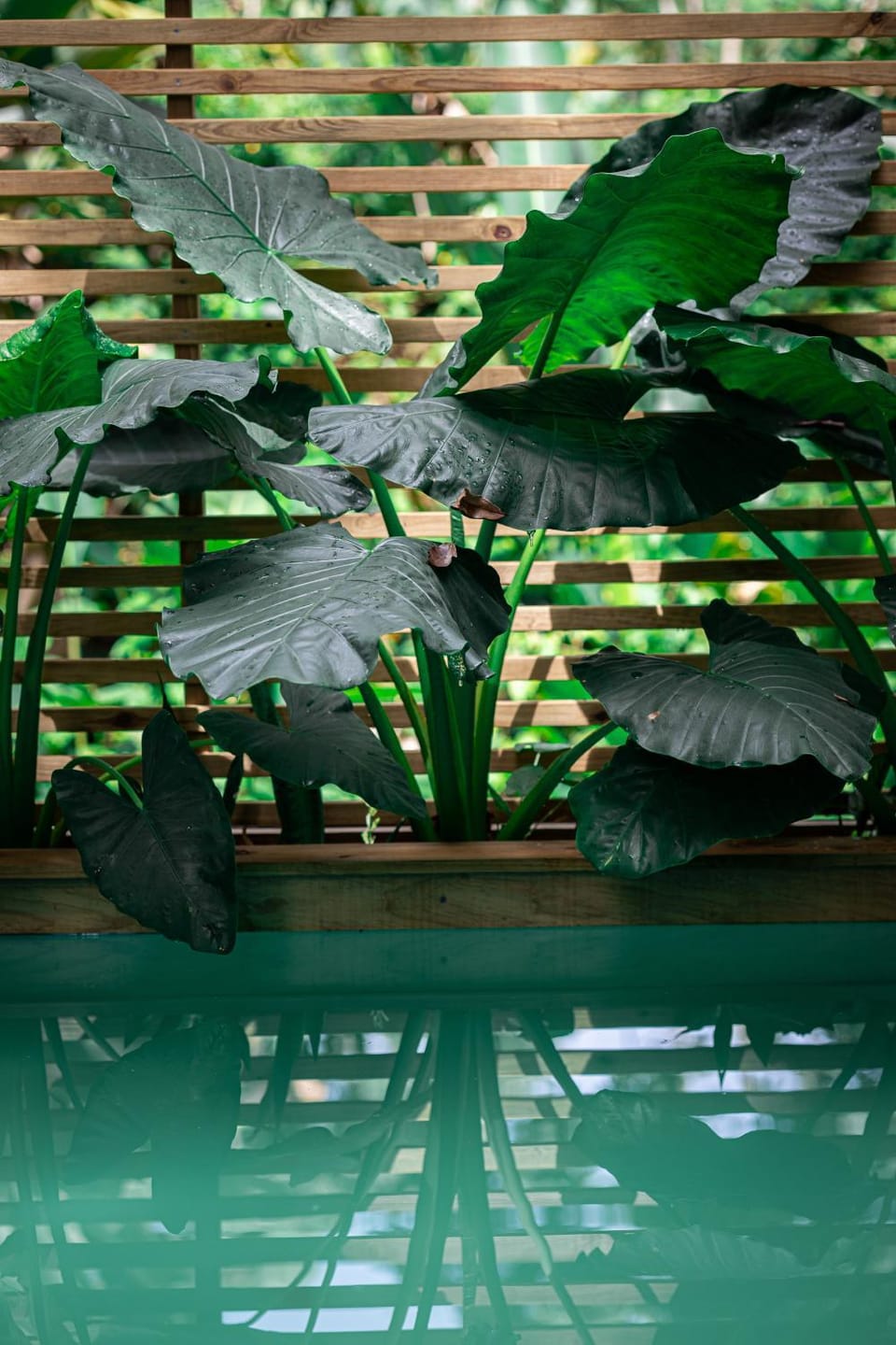 Monkey Tiny House - Private swimming pool House in Bocas del Toro Province