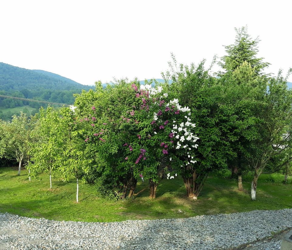 Day, Garden view