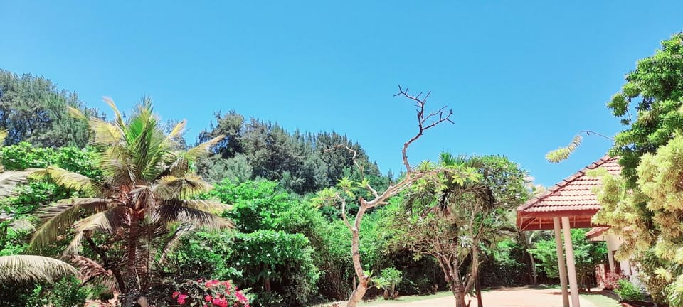 Natural landscape, Garden, Garden, Garden view