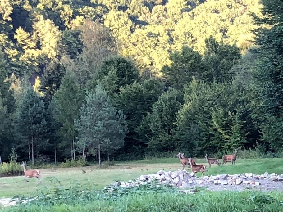 Animals