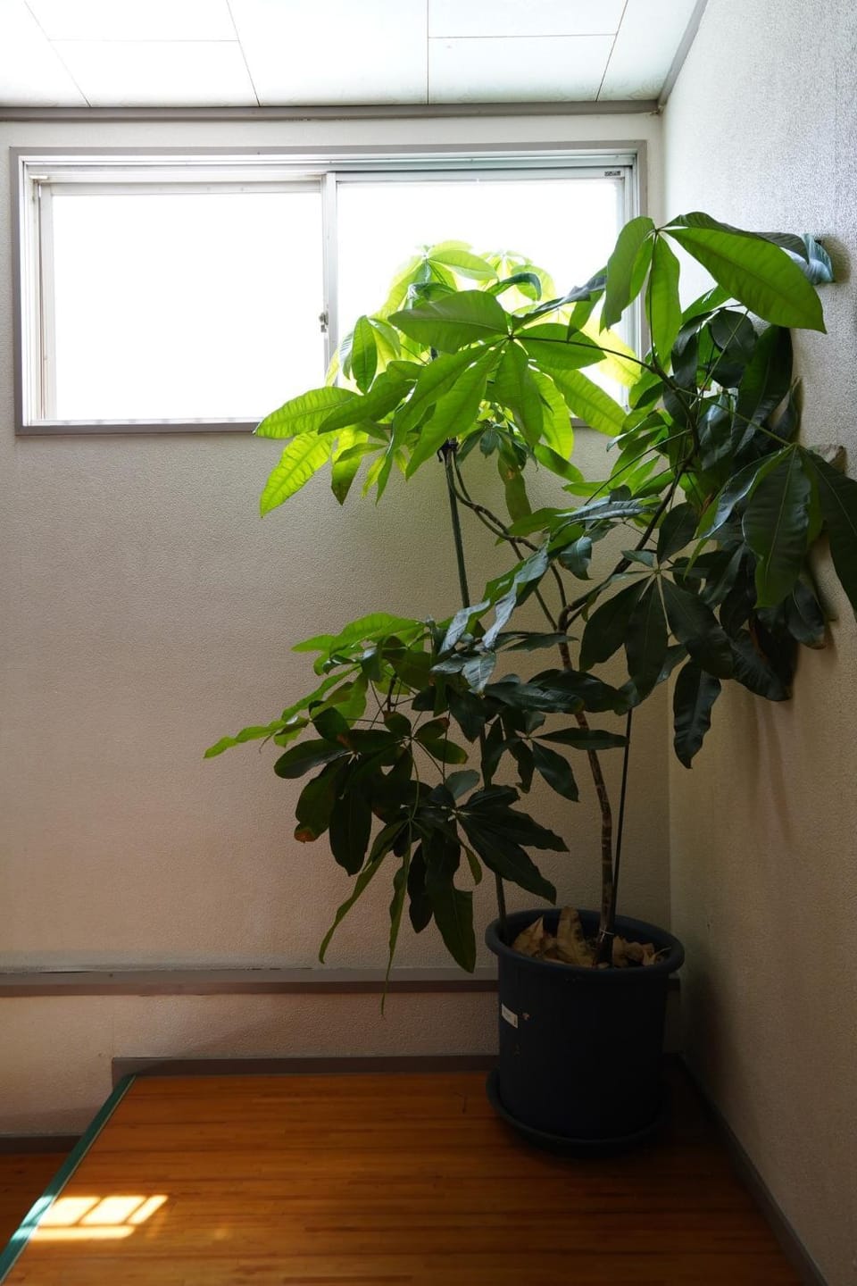 Ryokan Warajisha - Vacation STAY 62566v Hotel in Japan