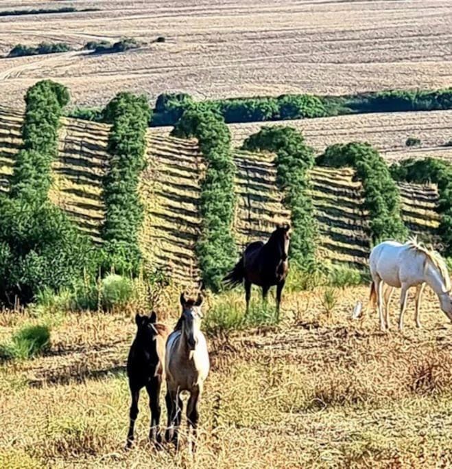 Finca La Parrilla Maison Piscine nature chevaux House in Sierra de Cádiz