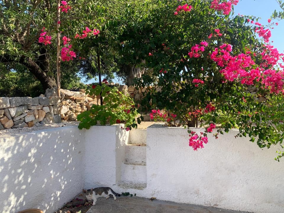Property building, Garden view
