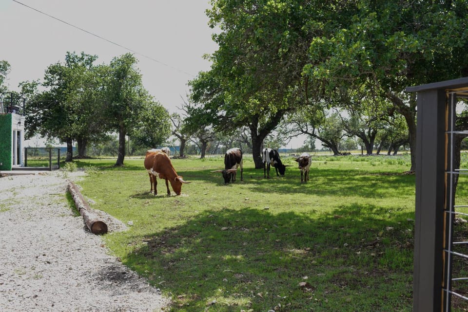 Day, Natural landscape, Animals