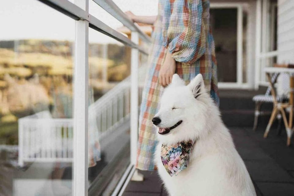 Pets