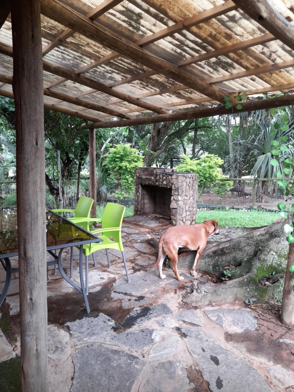 Patio, Garden, Animals