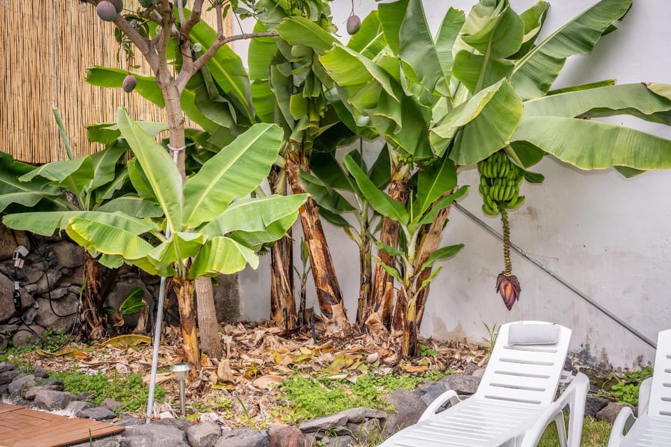 Day, Garden, Garden view