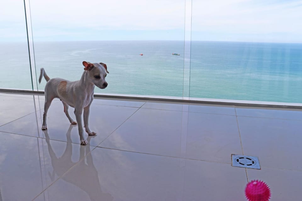 Natural landscape, Pets, Sea view