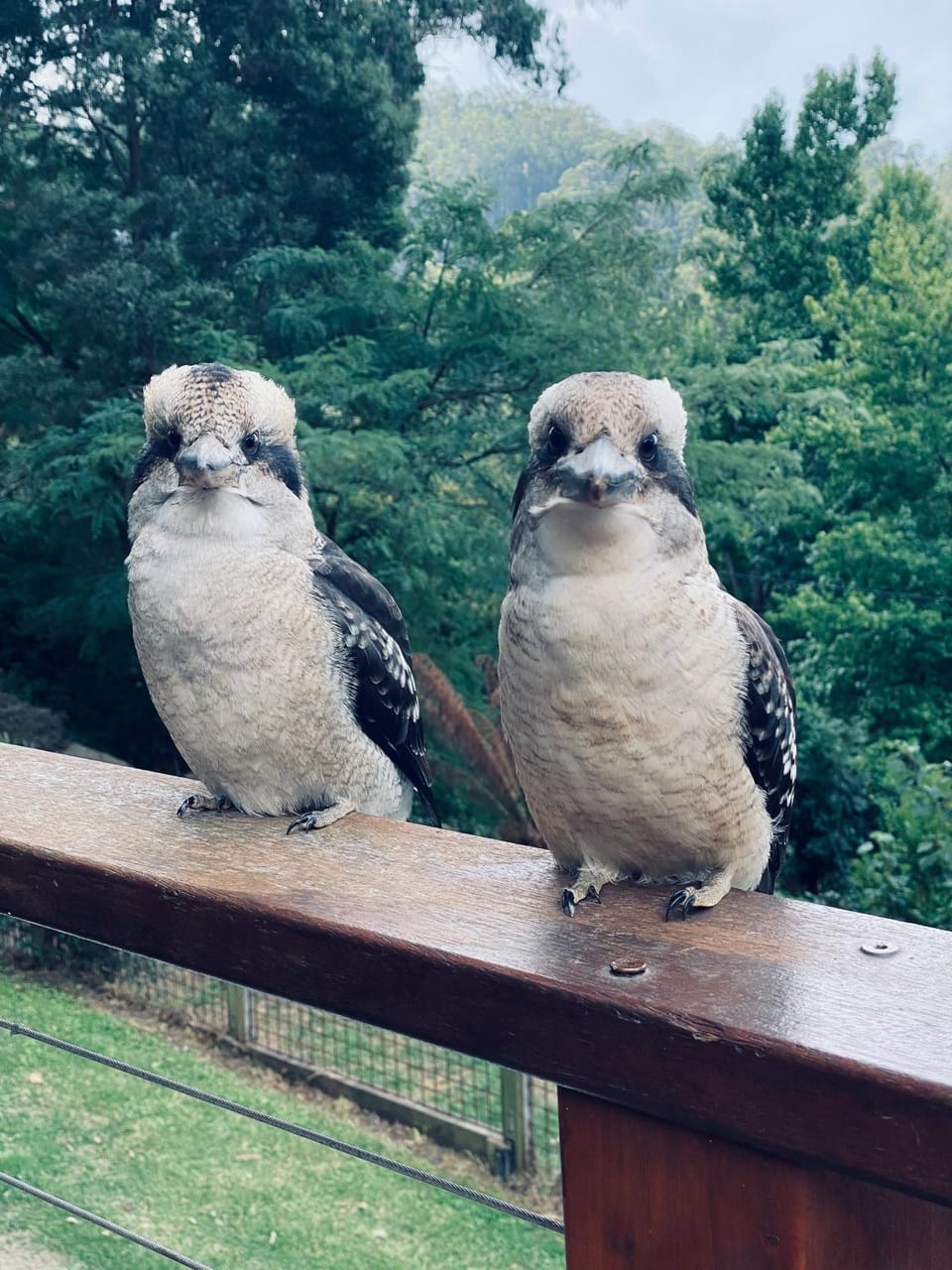 Day, Animals