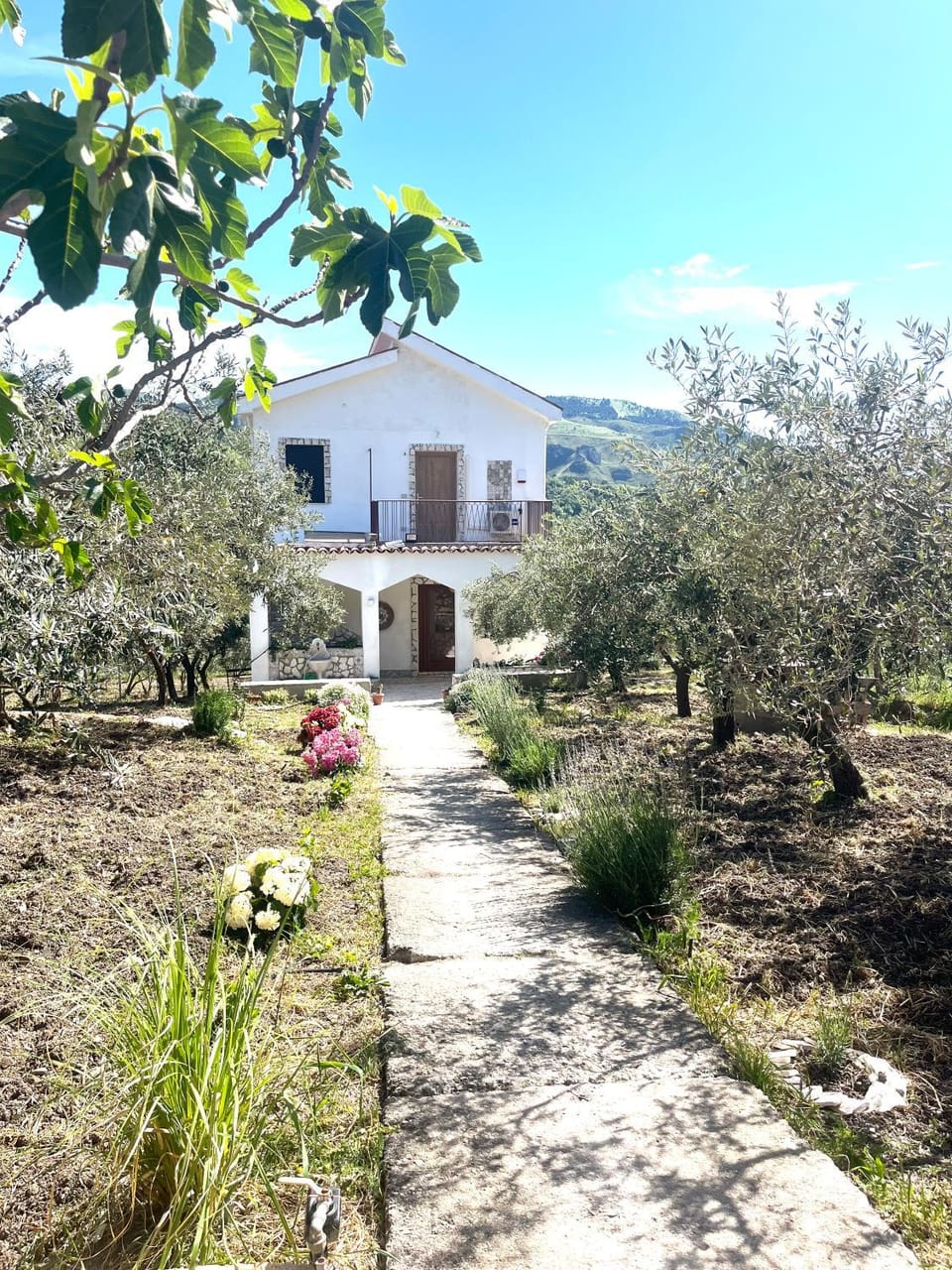 Villetta con Oliveto CFG House in Sicily