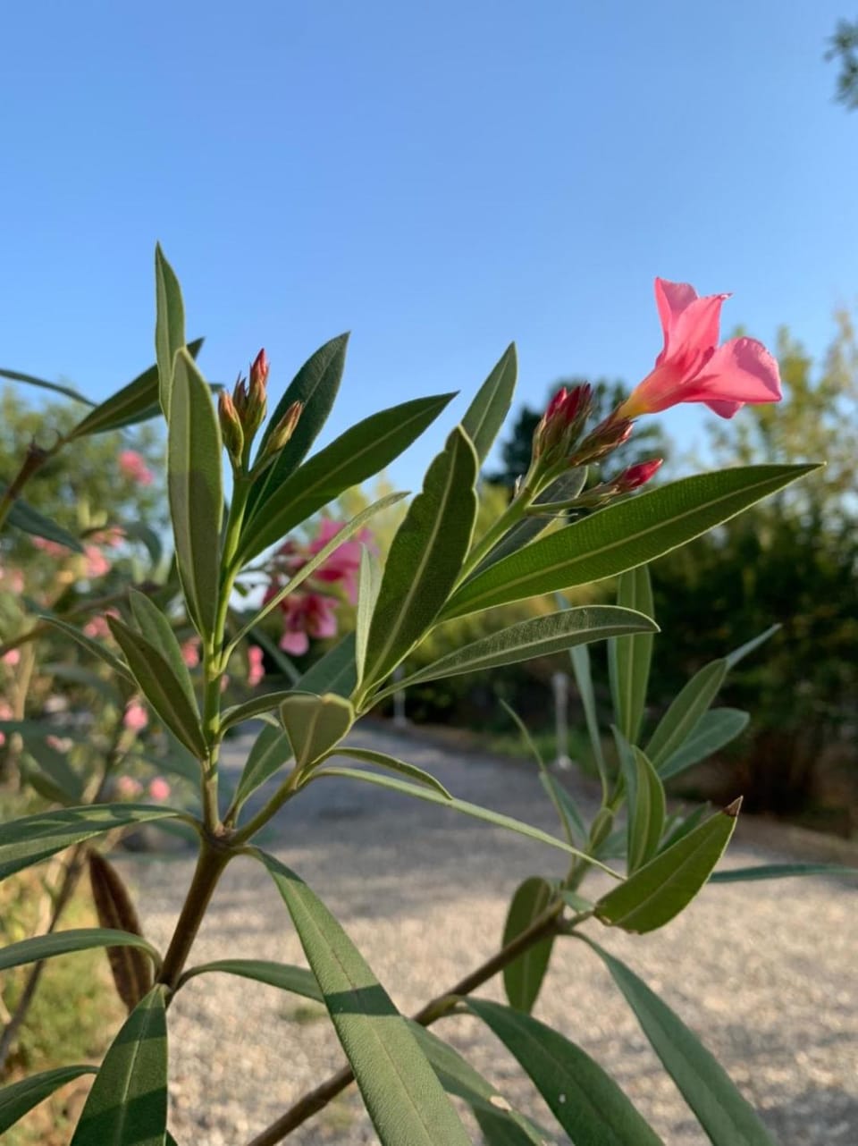 Villa Luigia Villa in Lombardy