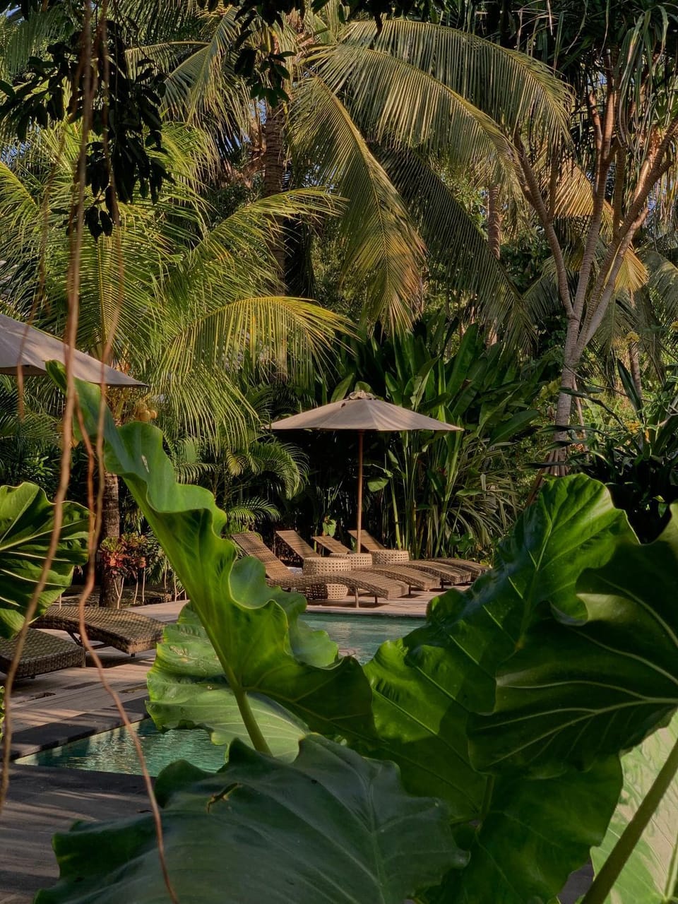 Garden, Garden view, Swimming pool