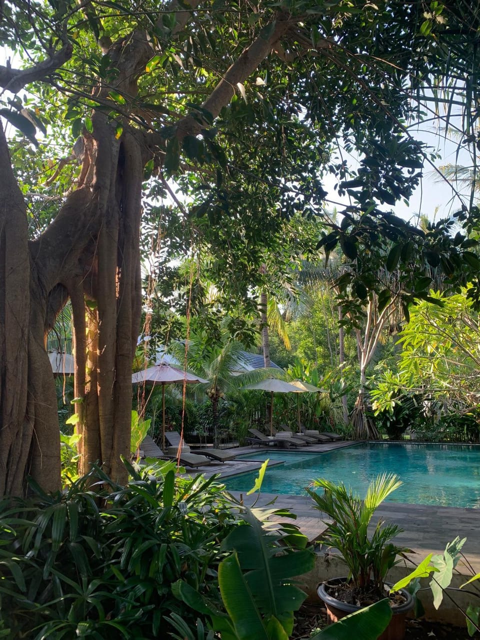 Garden, Garden view, Pool view, Swimming pool