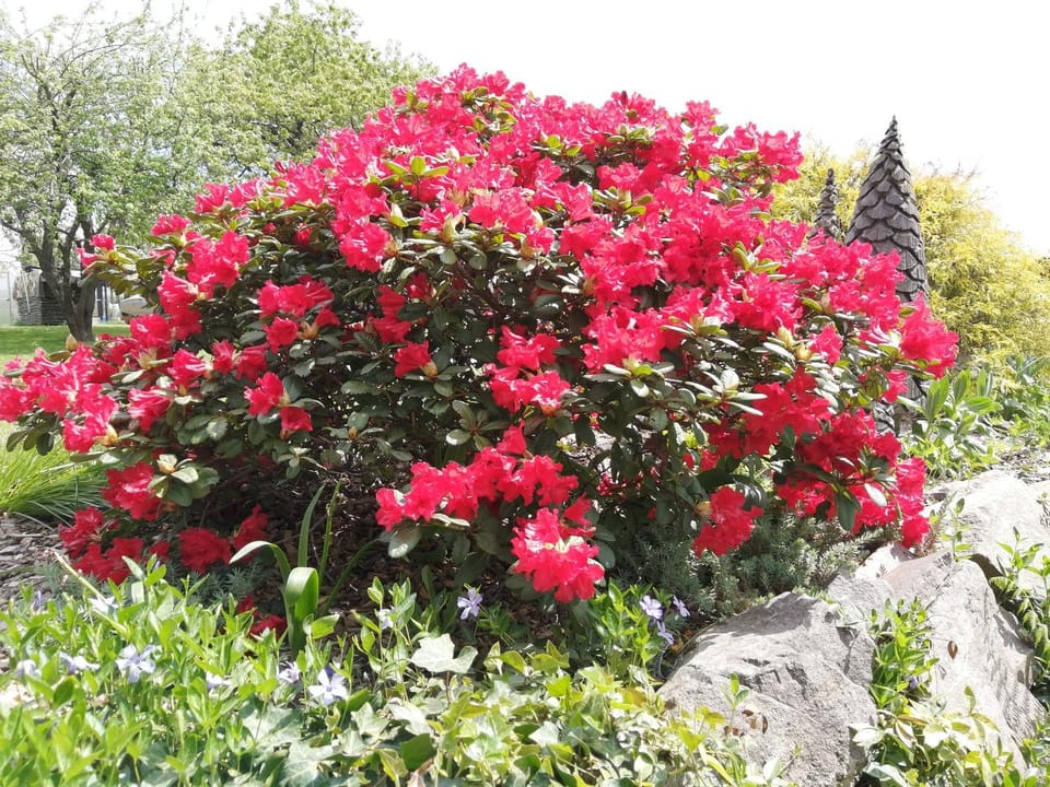 Spring, Garden