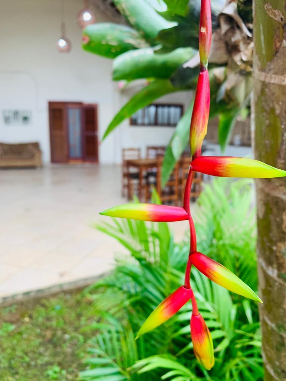 Day, Garden, Garden view