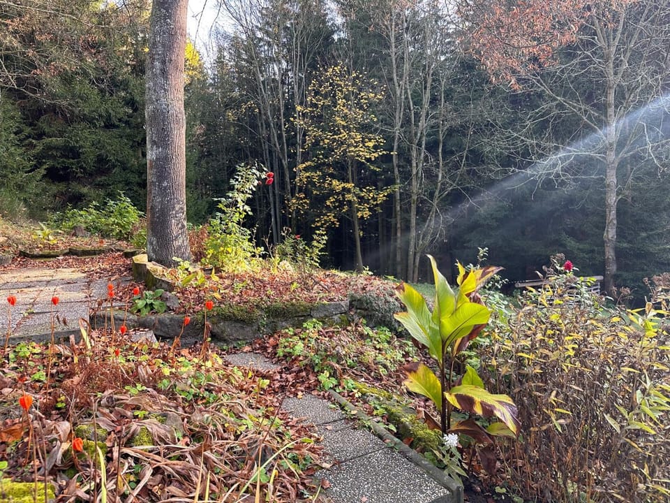 Garden view