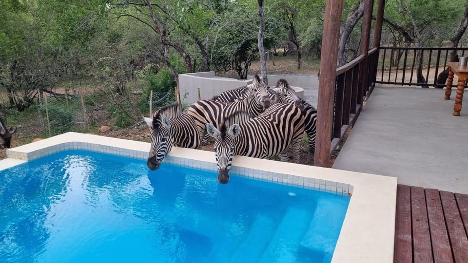 Animals, Swimming pool