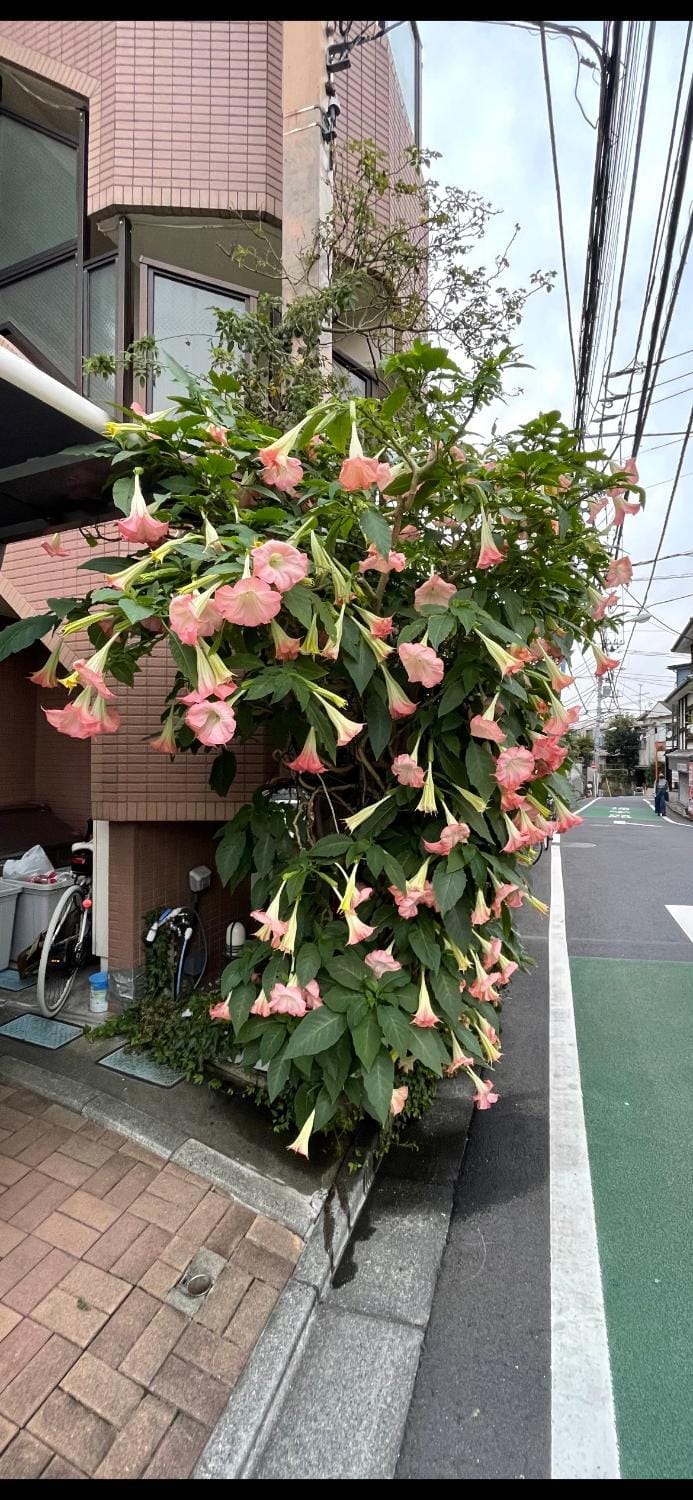都心の家30 square meter king size bed, step meter, 3-person room Apartment in Shinjuku