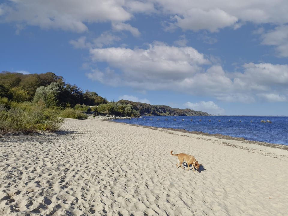 Off site, Natural landscape, Beach, Pets, Sea view