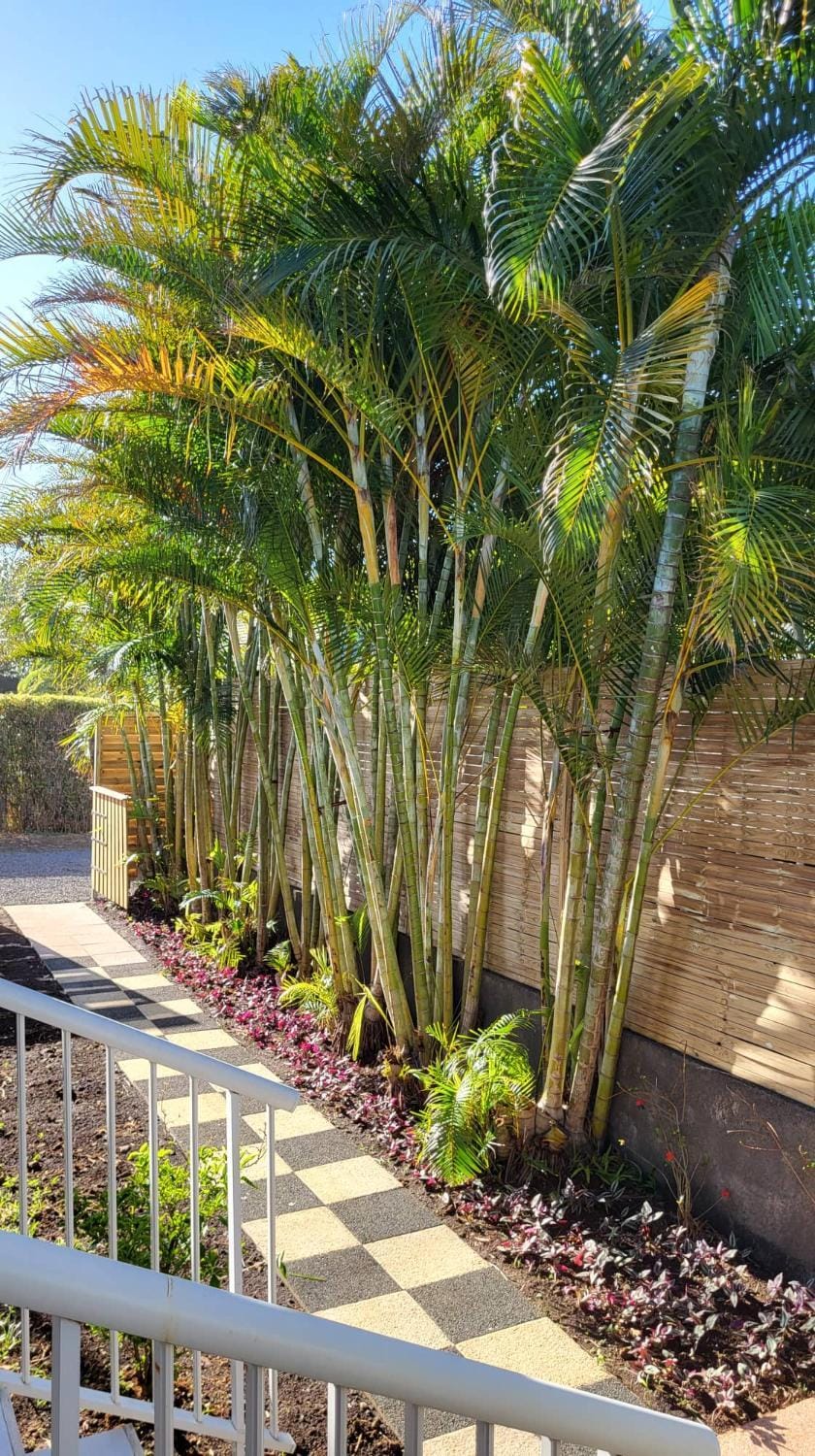 Villa Creole alamanda 2 Villa in Réunion