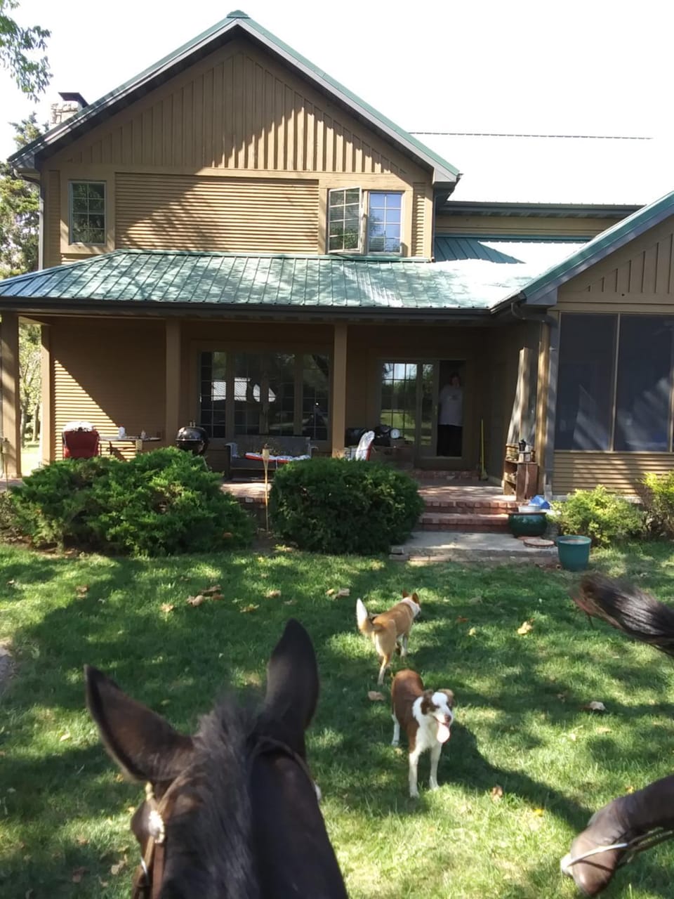Property building, Day, Garden, Pets, Garden view