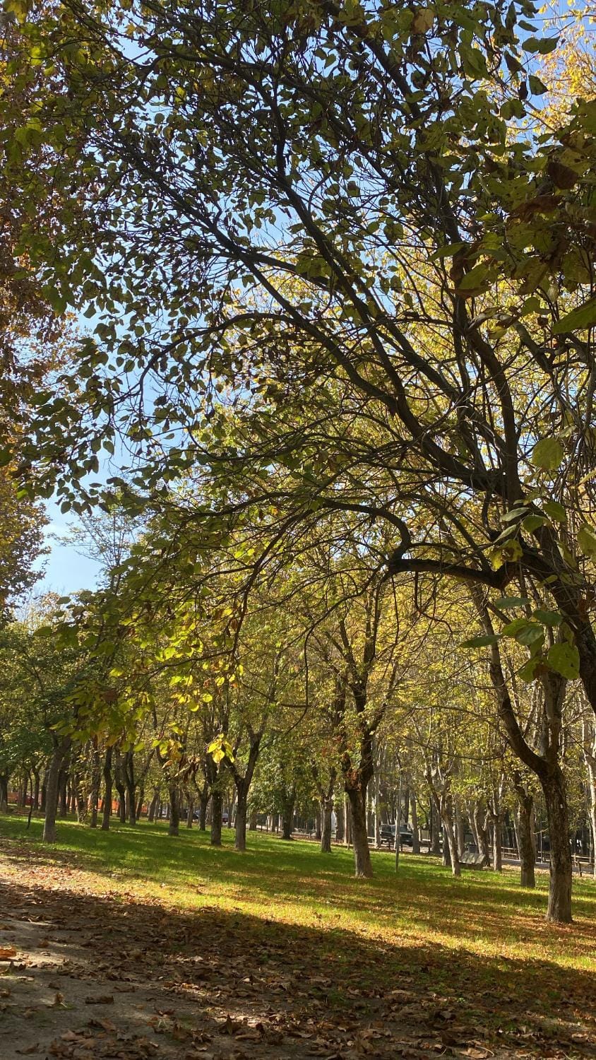 Property building, Garden, Quiet street view