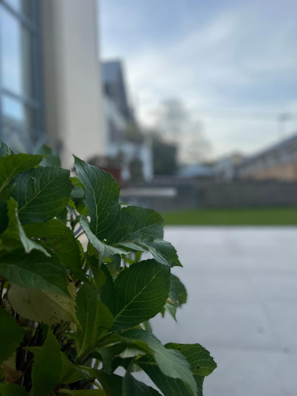Garden view