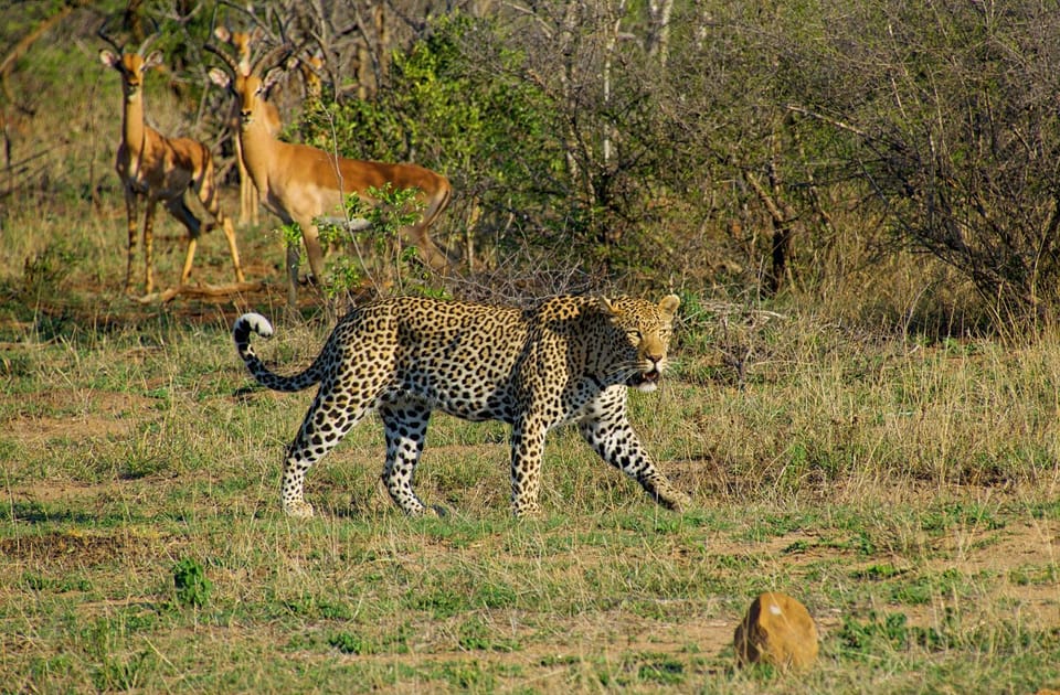 Day, Animals