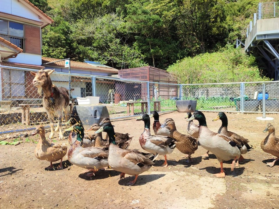 Property building, Animals