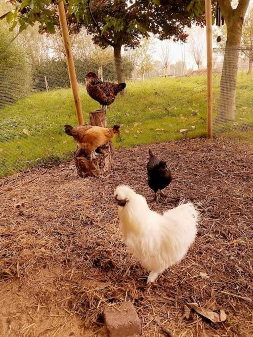 De Skure: vakantiewoning op boerderij House in Flanders