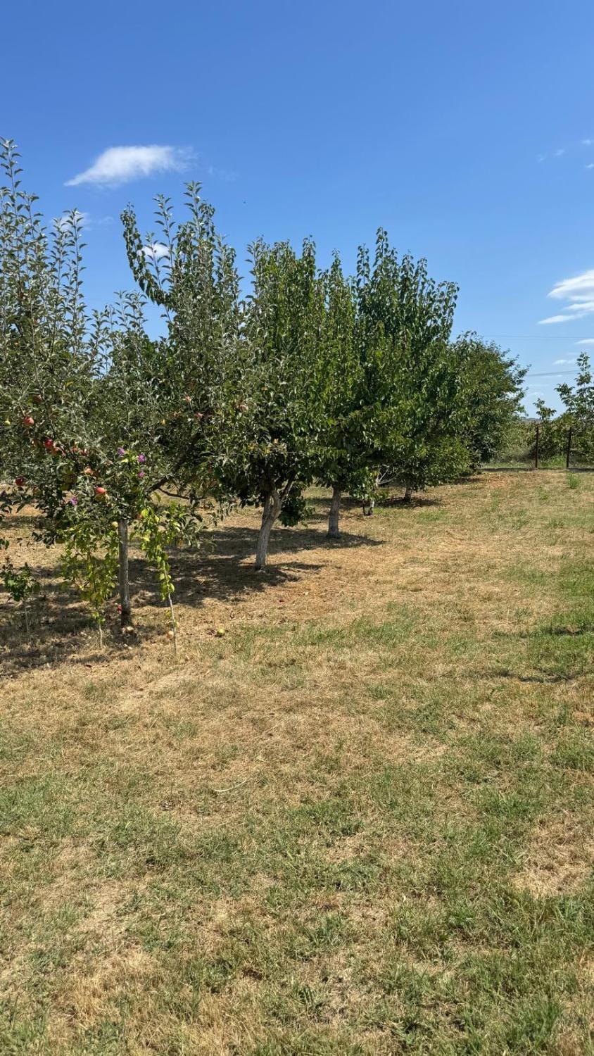 Natural landscape, Garden, Garden view